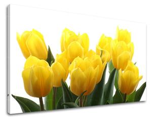 Obraz na stenu KVETY TULIPÁNY XOBKV141E11 - 20x30 cm
