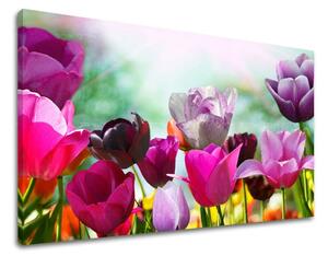Obraz na stenu KVETY TULIPÁNY XOBKV148E11 - 20x30 cm