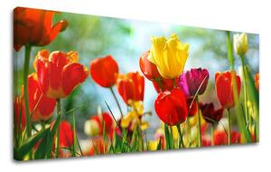 Obraz na stenu Panoráma KVETY XOBKV145E13 - 30x60 cm
