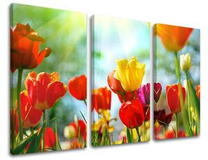 Obraz na stenu 3 dielny KVETY XOBKV145E30 - 60x40 cm
