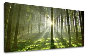 Obraz na stenu PANORÁMA STROMY ST021E13