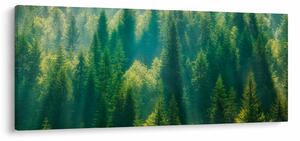 Obraz - Borovicový les (120x50 cm)