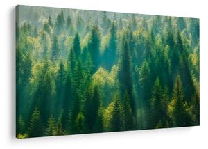 Obraz - Borovicový les (90x60 cm)