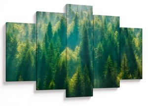 Obraz - Borovicový les (150x105 cm)
