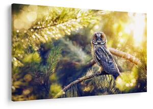 Obraz sovy na strome (90x60 cm)