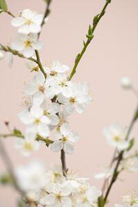 Umelecká fotografie Cherry tree flowers, Studio Collection, (26.7 x 40 cm)