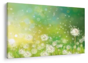 Obraz - Odkvitnuté púpavy (90x60 cm)