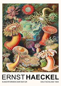 Umelecká tlač Actiniae–Seeanemonen / Sea Anemones (Vintage Academia) - Ernst Haeckel, (30 x 40 cm)