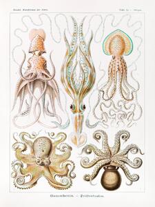 Umelecká tlač Gamochonia–Trichterkraken (Octopus / Academia) - Ernst Haeckel, (30 x 40 cm)