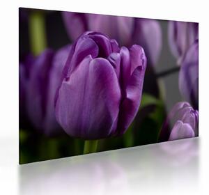 Sklenený obraz kvetov tulipánov (70x50 cm)