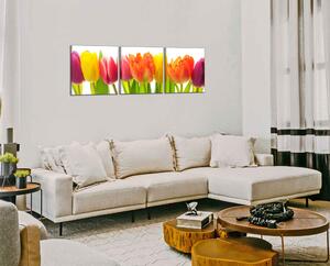 Obraz na stenu Farebné tulipány