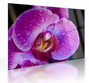 Detailný sklenený obraz kvetu orchidey (70x50 cm)