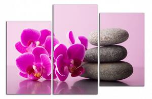 Obraz na plátne Orchidea a zen kamene