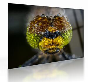 Detailný sklenený obraz očí hmyzu (70x50 cm)