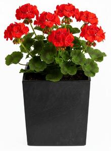 PLASTOVÝ KVETINÁČ FLORE 30,5X29,5X29,5 CM IMITÁCIA BETÓNU ČIERNA