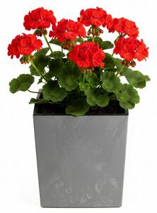 PLASTOVÝ KVETINÁČ FLORE 30,5X29,5X29,5 CM IMITÁCIA BETÓNU SIVÁ