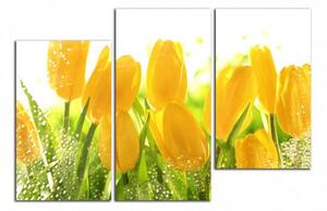 Obraz na stenu Žlté tulipány