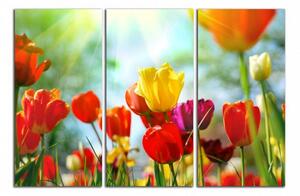 Obraz na plátne Farebné tulipány