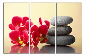 Obraz na plátne Orchidey a zen kamene