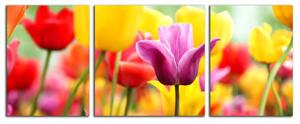 Obraz na plátne Farebné tulipány