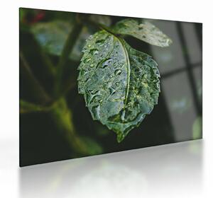 Sklenený obraz - kvapky na liste (70x50 cm)