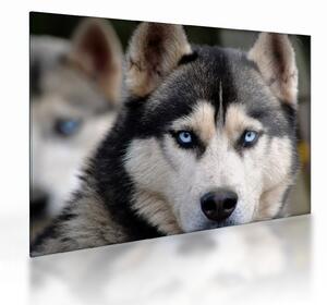 Sklenený obraz psa husky (70x50 cm)