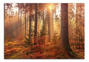 Obraz na stenu Jesenný les