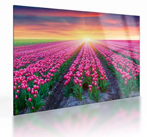Sklenený obraz poľa tulipánov so slnkom (70x50 cm)