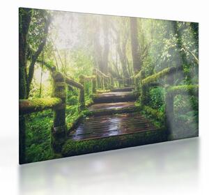 Sklenený obraz - drevené schody v lese (70x50 cm)