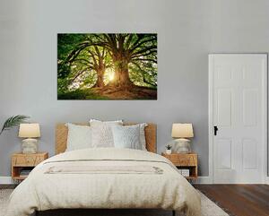 Obraz na plátne Dva krásne stromy
