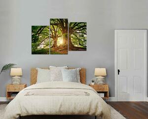Obraz na plátne Dva krásne stromy