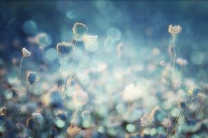 Fotografia Diamonds, Stefan Eisele