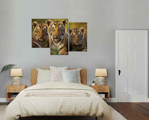 Obraz na stenu Tygríky