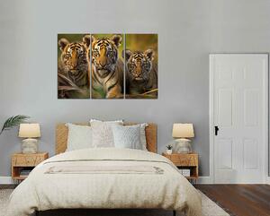 Obraz na stenu Tygríky