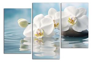 Obraz na plátne Biele orchidey vo vode