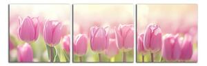 Obraz na stenu Ružové tulipány panoráma