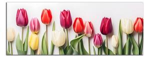 Obraz na plátne Rôznofarebné tulipány