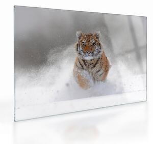 Sklenený obraz bežiaceho tigra v snehu (70x50 cm)