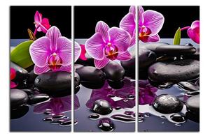Moderný obraz Orchidey a čierne kamene