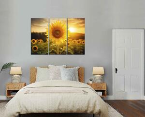 Obraz na stenu Slnečnica a západ slnka
