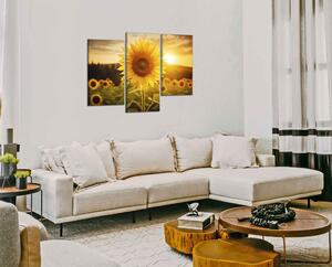 Obraz na stenu Slnečnica a západ slnka