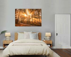 Obraz na plátne Slnko medzi stromami