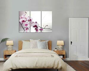 Obraz na plátne Kvety orchideí