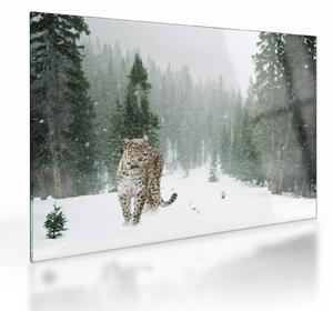 Sklenený obraz leoparda v snehu (70x50 cm)