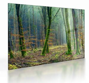 Sklenený obraz lesa (70x50 cm)