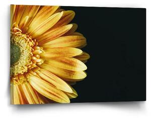 Sablio Obraz Žltá gerbera - 60x40 cm