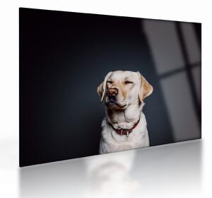 Sklenený obraz labradora (70x50 cm)
