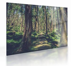Sklenený obraz cesty medzi stromami (70x50 cm)