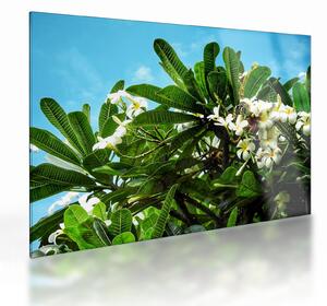 Sklenený obraz - Plumeria (70x50 cm)