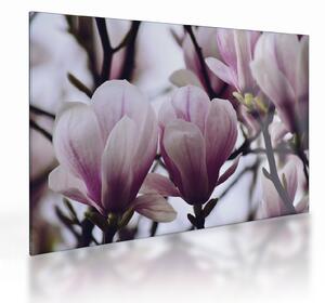 Sklenený obraz - Magnolie (70x50 cm)